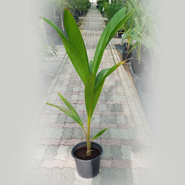 Coconut Palm Tree